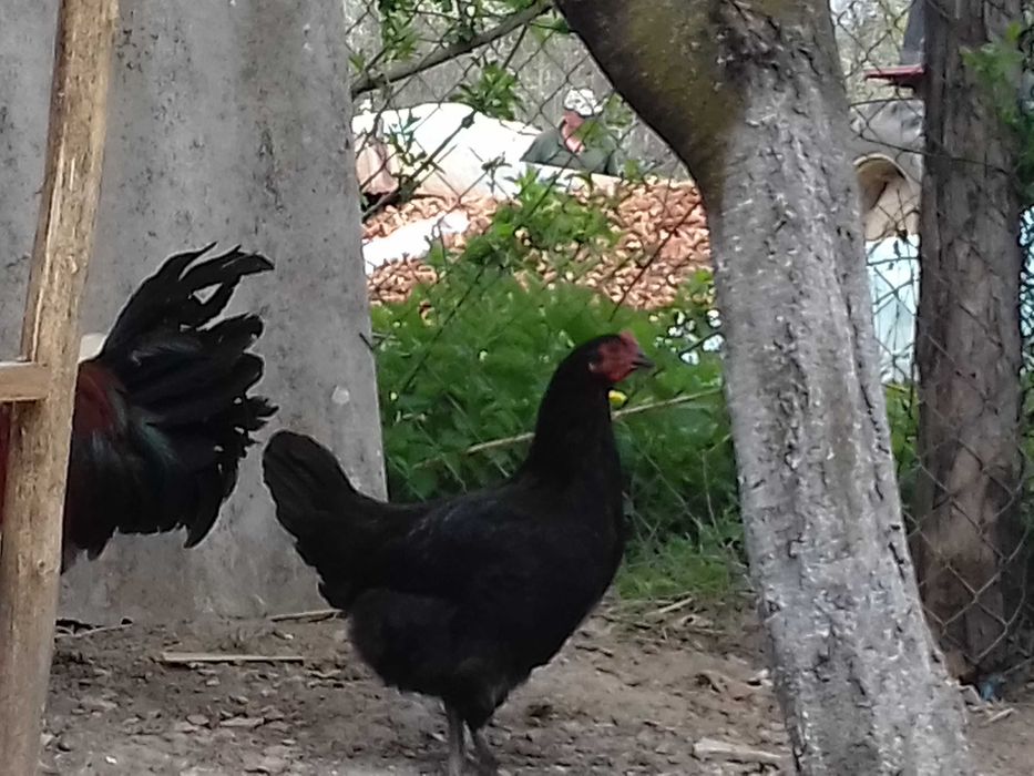 Vand o găină puicuta marans negru-arămiu