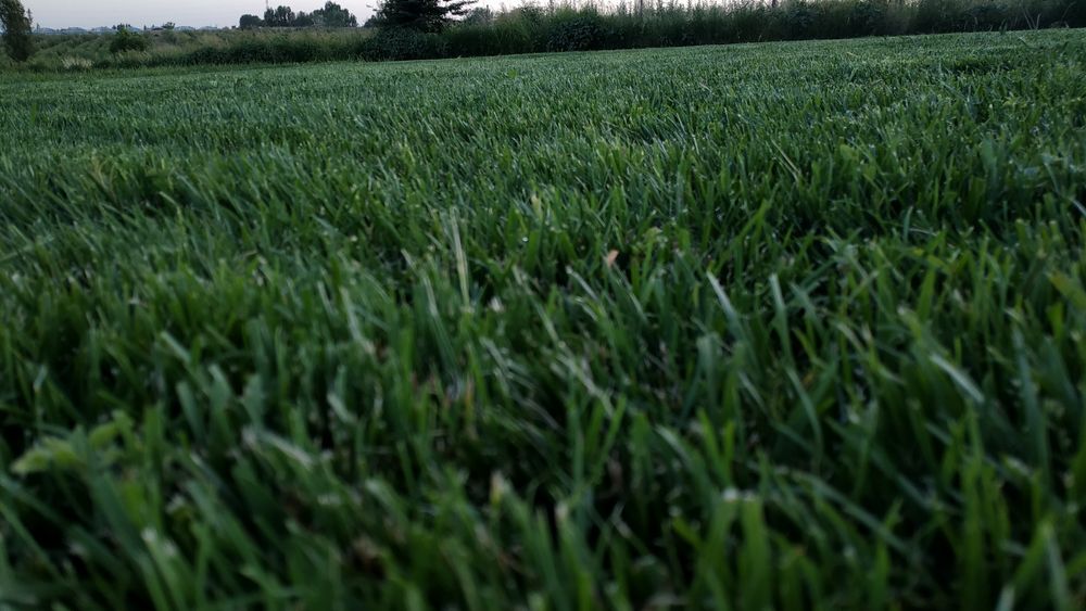 Рулонные газоны от производителя