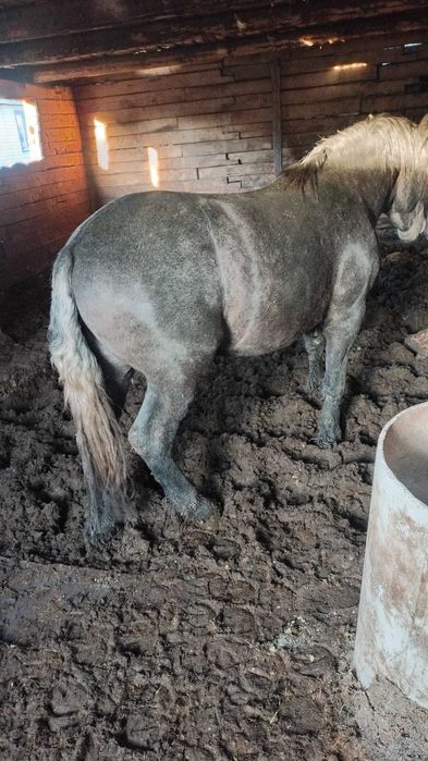 Жеребцы тяжеловозы