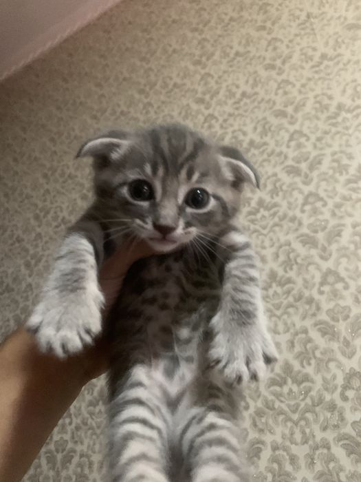 SKTISH FOLD 1 yarm oy