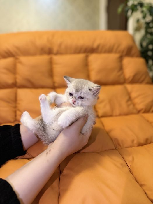 Toza zotli fold va strayt ayiqchalar sotuvga tayyor