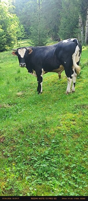 Vând  Taur cu vârsta de 2 ani.