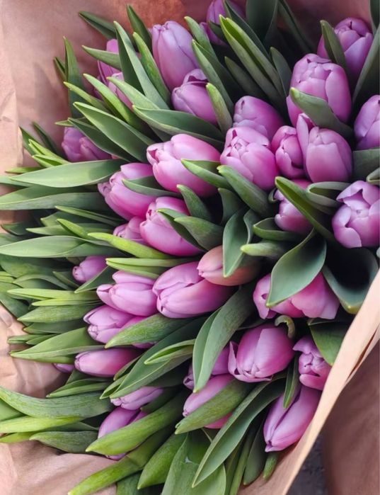 Голландские тюльпаны – только оптом!