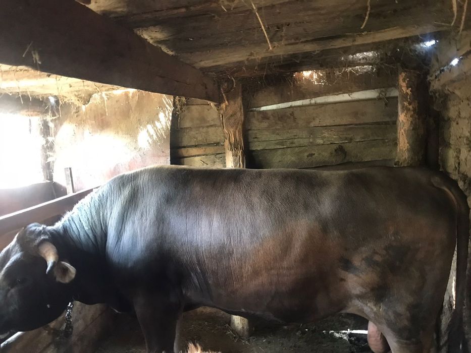 Продам Алатауского Быка