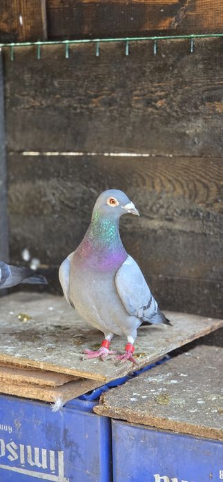 Mascul DV porumbel voiajor cu pedigree