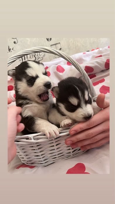 Продам щенков Сибирской хаски