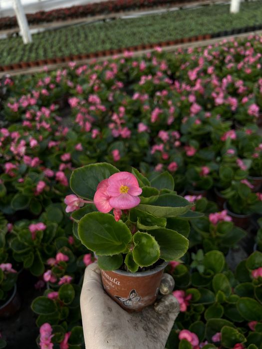 Flori de gradina: begonie, creiță, gura leului, verbena etc