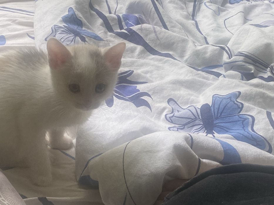 котенок маленькиц