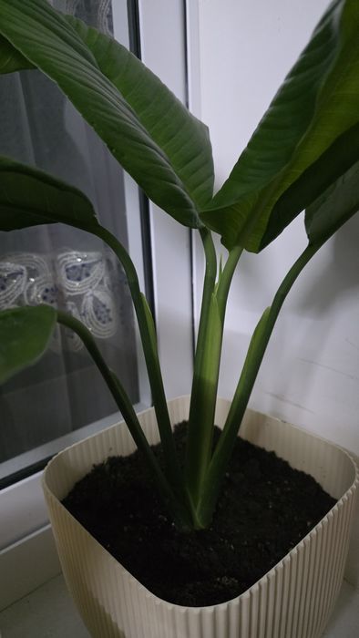 Женское счастье Спатифи́ллум