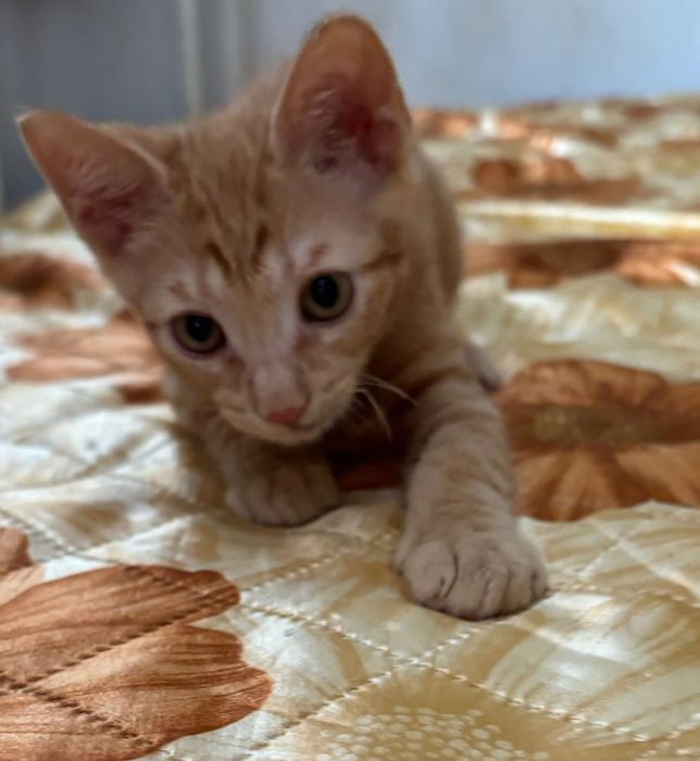 Подарявам малко, слънчево коте