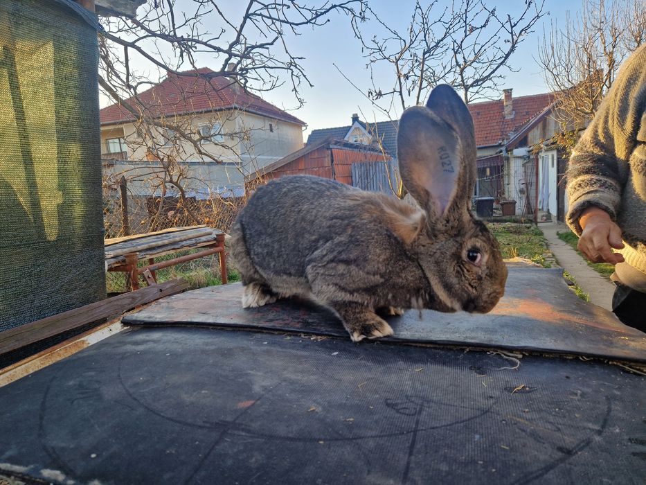 Iepuri uriasi gri german