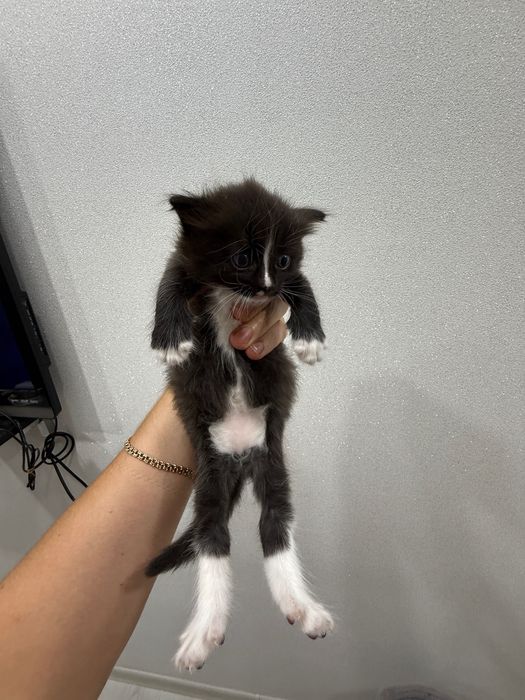 Кошечка полубританка