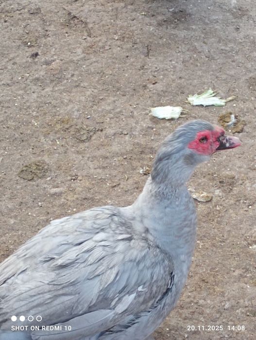 Индоутки порода Лаванда.