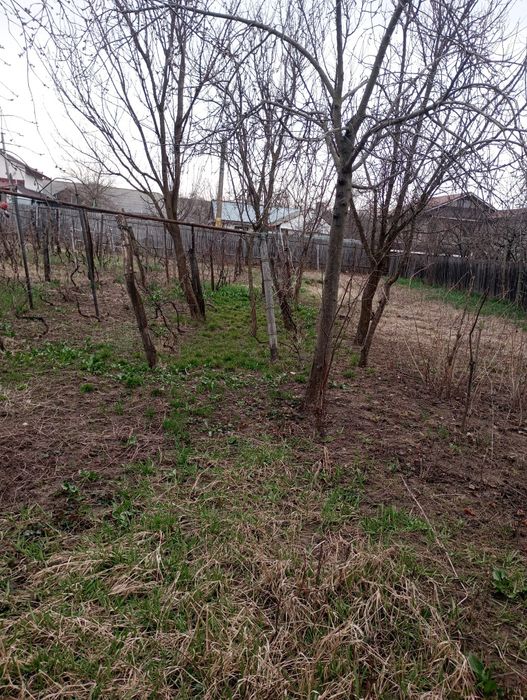 Teren intravilan, Săucești, centru.