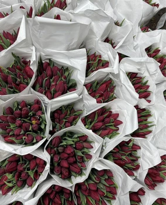 Цветы тюльпаны голландия