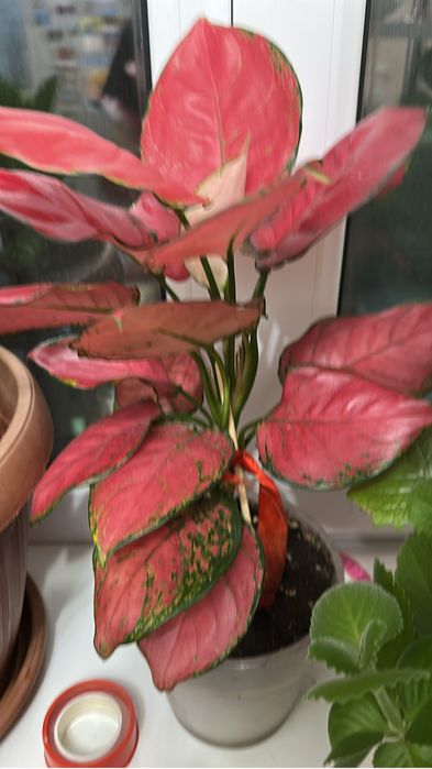 Комнатные растения