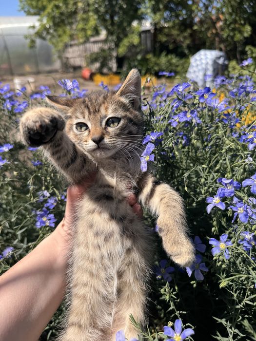 Отдам котенка в хорошие руки