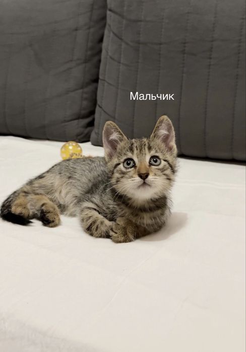 Котята ищут родителей, Алматы