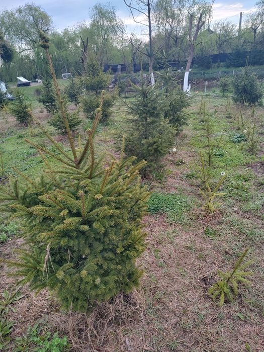 Brazi pt plantat sau pt nunti