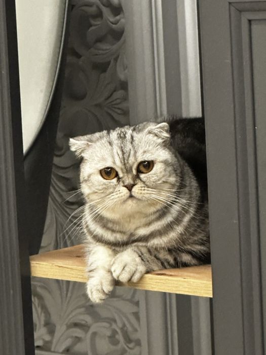 Срочно отдам кошку в добрые руки !