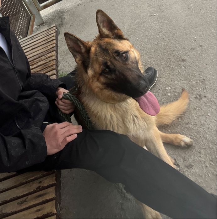 Продается овчарка