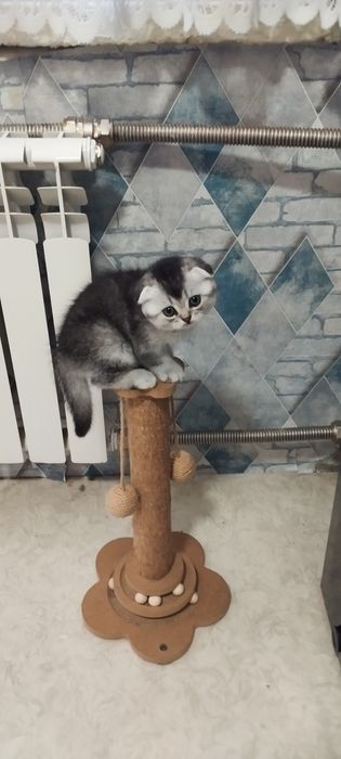 Вислоухие шотландцы