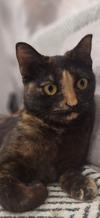 Отдам кошку в добрые руки