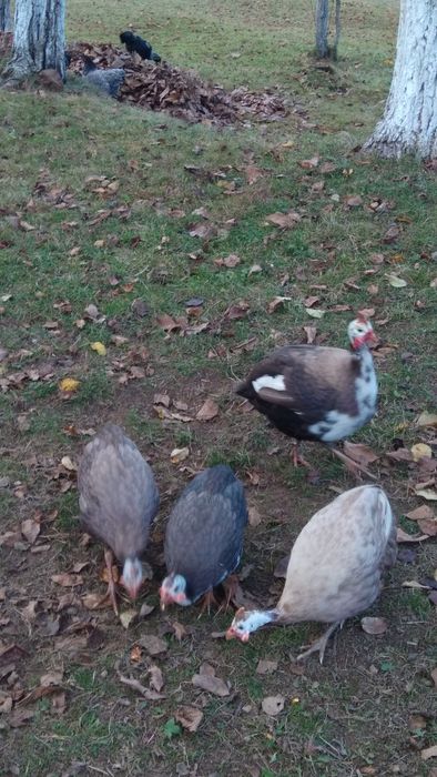 Bibilici de vânzare