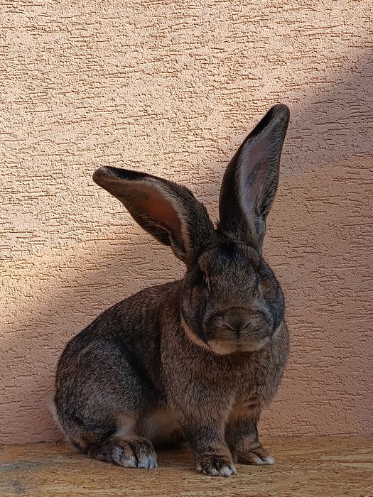 Masculi uriaș german