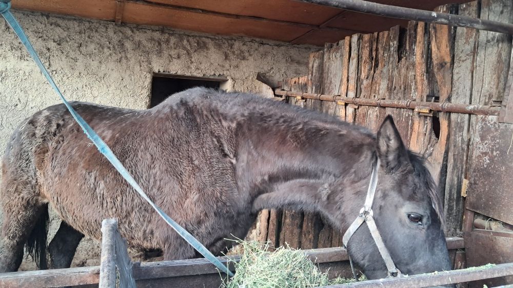 Бие сатылады порода