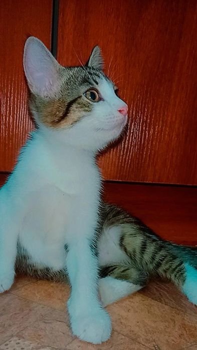 Котёнок в добрые руки. Звать Юла