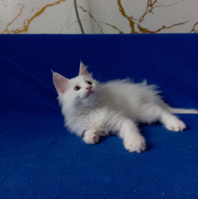 Мейн Кун котята, питомник