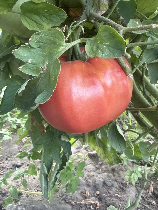 Помидоры продам домашние