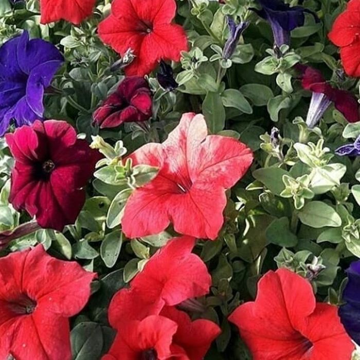 ПЕТУНИИ , рассада однолетних цветов