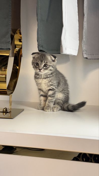 Mushuk Zoddor shinshilla mushuklar toza qon