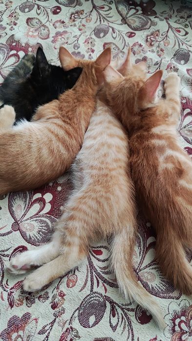 Котята домашние рыжие