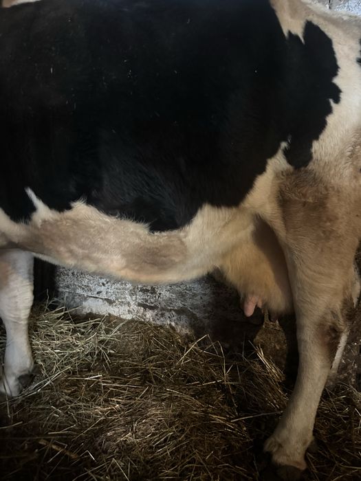 Vaca Holstein De Vanzare