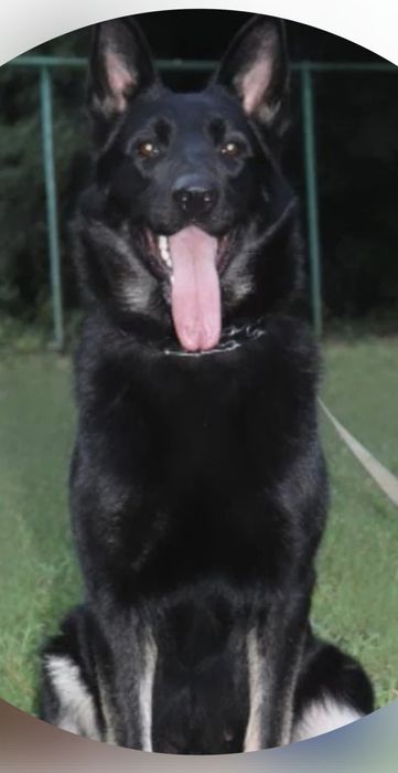 Щенки Восточно Европейской Овчарки