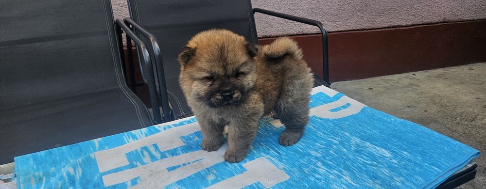 Vand căței chow chow