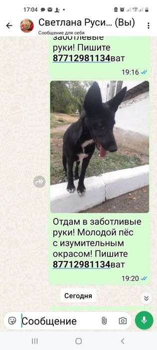 Собака в добрые руки очень хорошая и милая , будет вам другом!