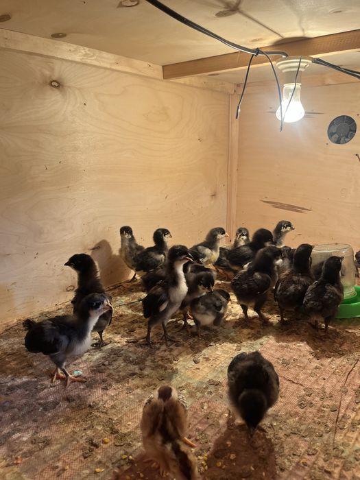 Vaksina qlingan jojalar 12-13 kunlik