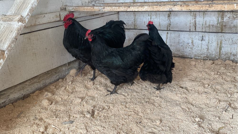 Ouă pentru incubat din rasele : Padaoană și Australorp .