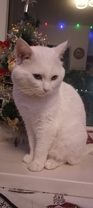 Вязка для кошек, альбинос! 10000