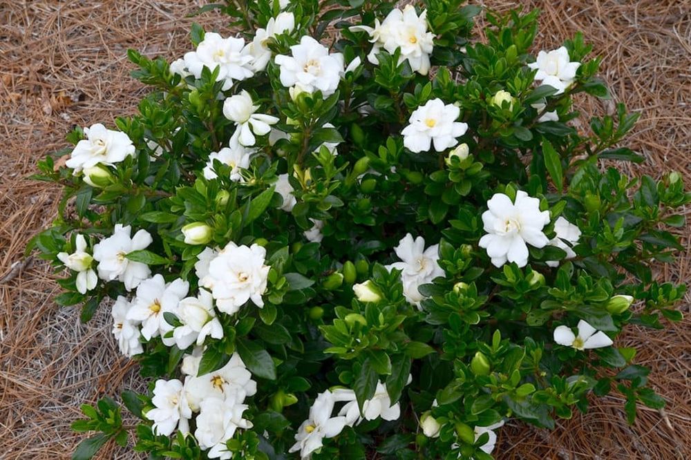 Гарденията (Gardenia jasminoides)