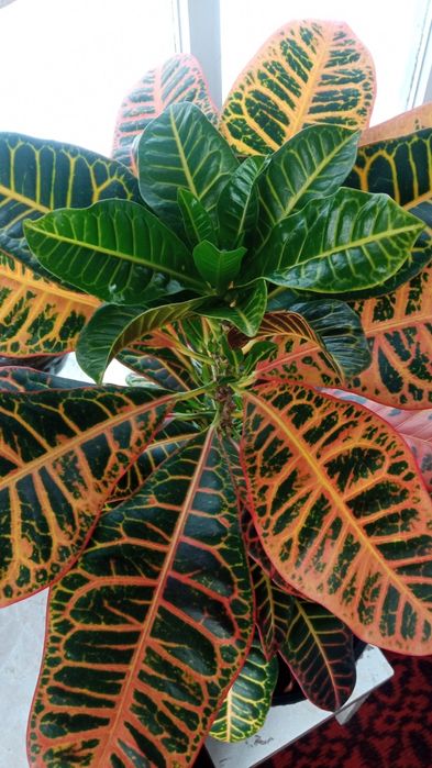 Продам комнатные растения