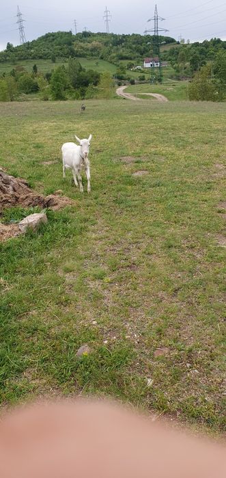 Vând branza sărată 2025 de capra