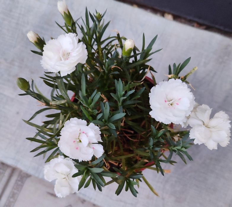 Цветы для офиса и дома