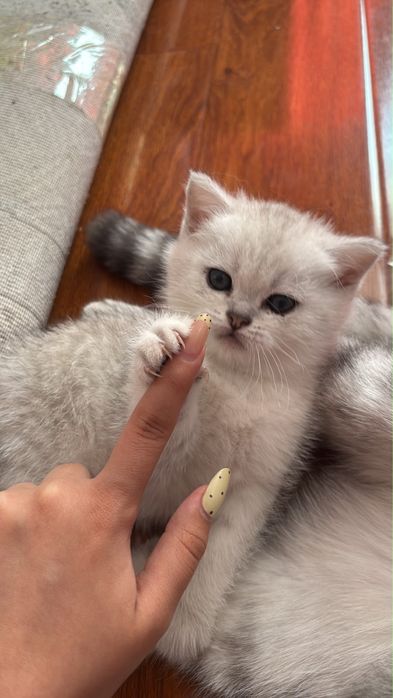 продам девочку котенка