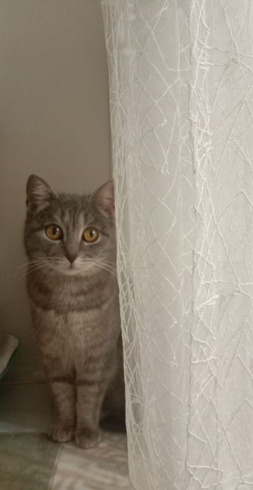 Найдена кошка. .