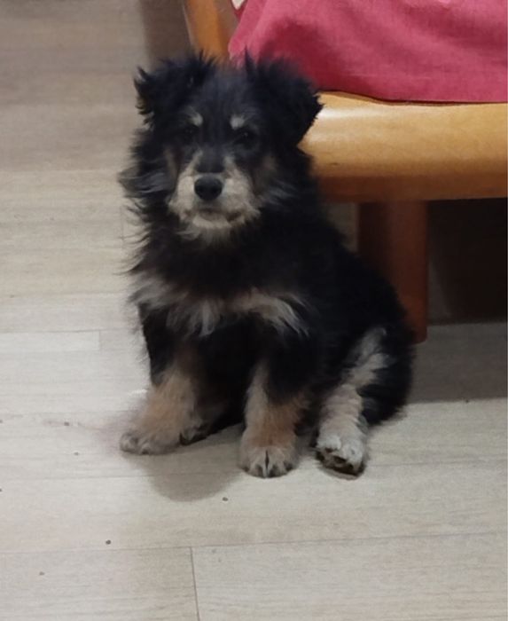 Щенок в добрые руки